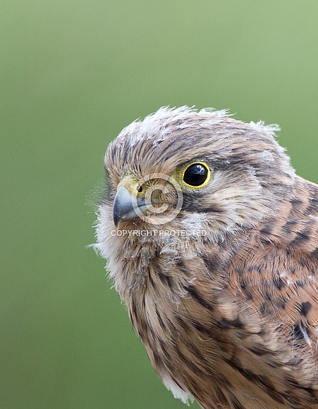 The European common kestrel