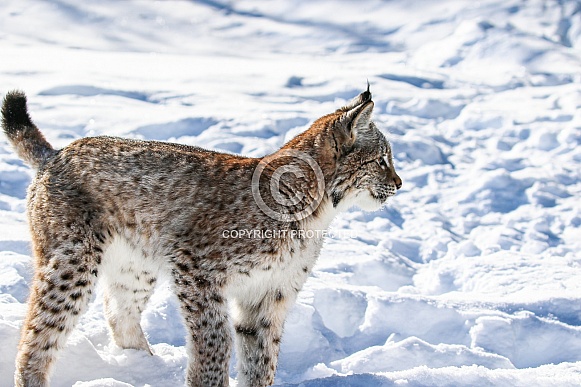 Siberian Bobcat in the snow