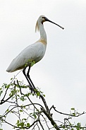 The Eurasian spoonbill