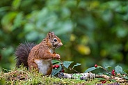 Red Squirrel