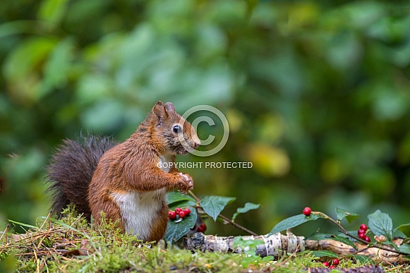 Red Squirrel