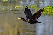 double-crested cormorant - Phalacrocorax auritus - flying  in flight over water