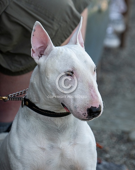 White mini bull terrier posing