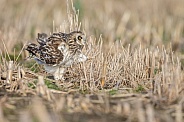 The short-eared owl (Asio flammeus)