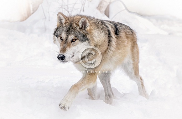 Wolf