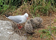 Mother Seagull with three chicks