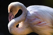 Flamingo---Lesser Flamingo