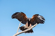 Harris's Hawk in Flight #5