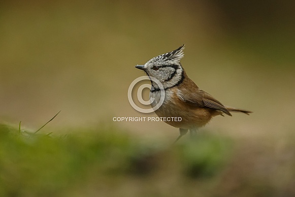 The crested tit or European crested tit