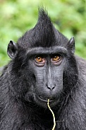 Crested macaque (Macaca Nigra)