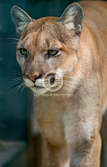 Puma