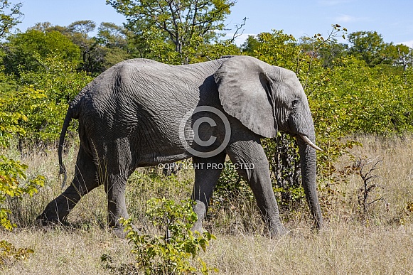 African Elephant - Okavango Delta - Botswana African Elephant - Okavango Delta - Botswana