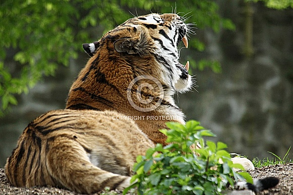 Amur Tiger Amur Tiger