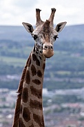 Rothschilds Giraffe Portrait