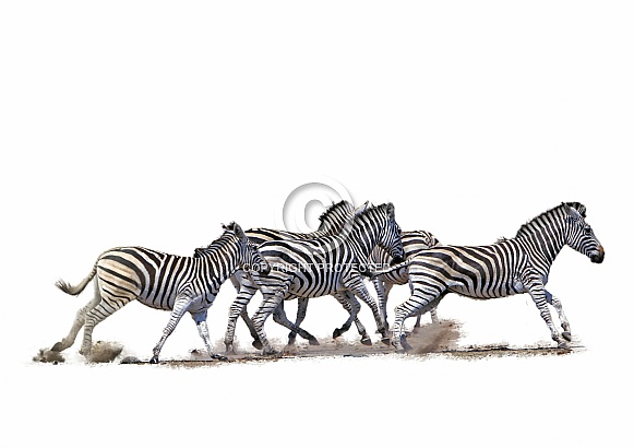 Zebra