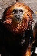 Golden-Headed Lion Tamarin (Leontopithecus Chrysomelas)