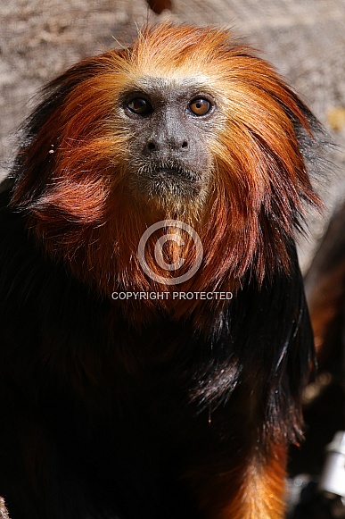 Golden-Headed Lion Tamarin (Leontopithecus Chrysomelas)