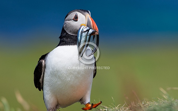 Puffin with sand eels