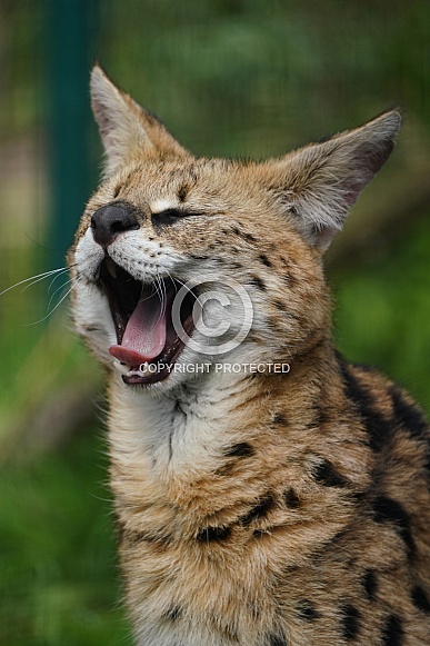 Serval