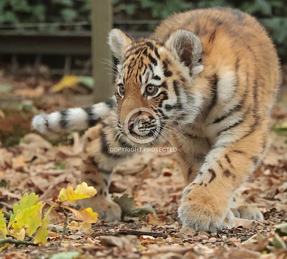 Amur Tiger Cub