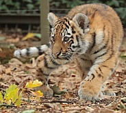 Amur Tiger Cub