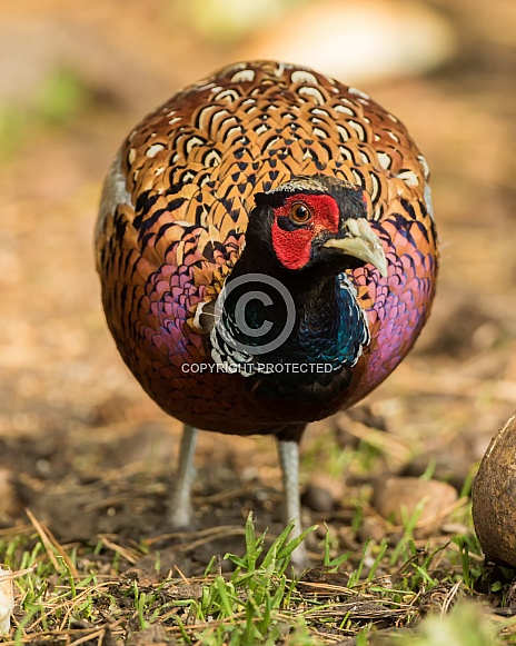 Cock Pheasant Cock Pheasant