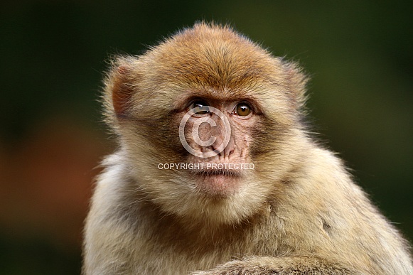 Barbary macaque (Macaca sylvanus)