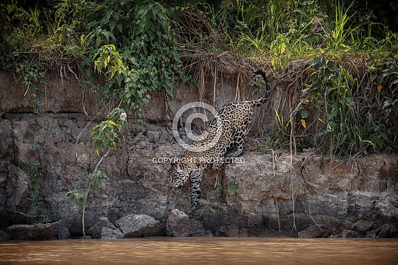 American jaguar in the nature habitat