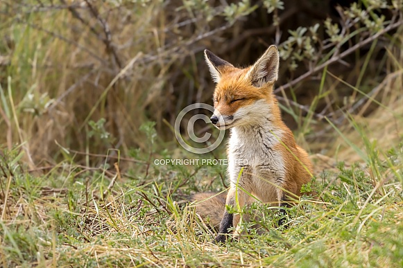 Young red fox cub in nature Young red fox cub in nature