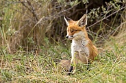 Young red fox cub in nature