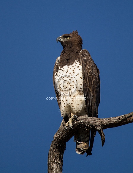 Martial Eagle