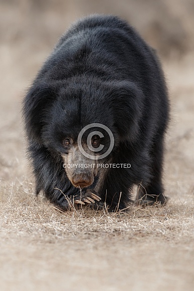 Sloth bear in the nature habitat.