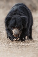 Sloth bear in the nature habitat.