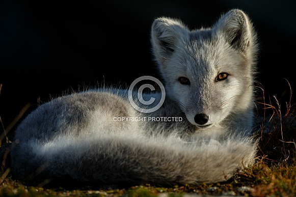 Arctic fox