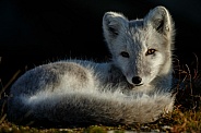 Arctic fox