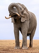 Bull elephant in musth