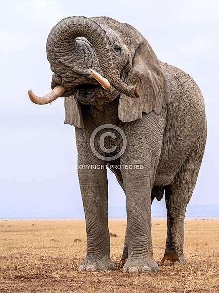 Bull elephant in musth