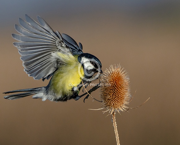 Great tit