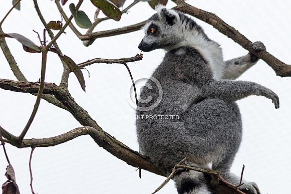 Ring Tailed Lemur