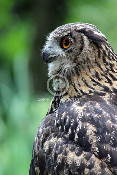 Eagle Owl
