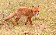 Red fox vulpes young one