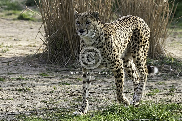 Cheetah Full Body Walking