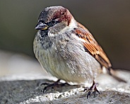 Sparrow on rock