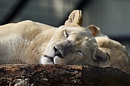 African Lioness