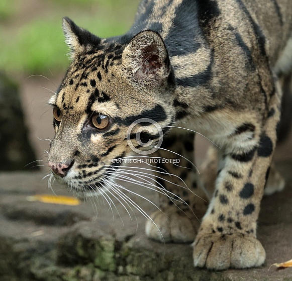 Clouded Leopard