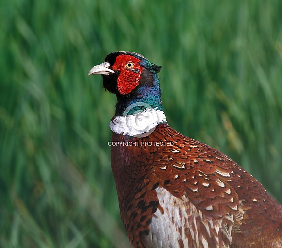 Common Pheasant cock Common Pheasant cock
