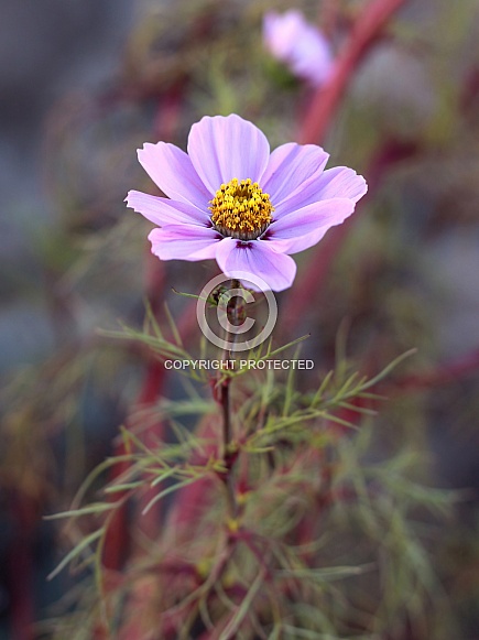 Light Pink Cosmos Flower