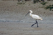 The Eurasian spoonbill