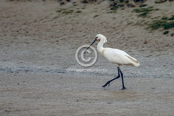 The Eurasian spoonbill
