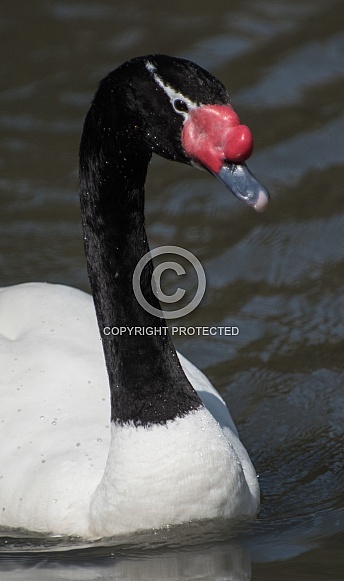 black necked swan black necked swan